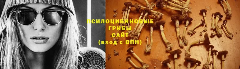 купить наркотик  гидра как войти  Псилоцибиновые грибы Psilocybe  Нестеровская 